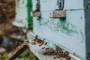 How to Keep Your Home Bug Free