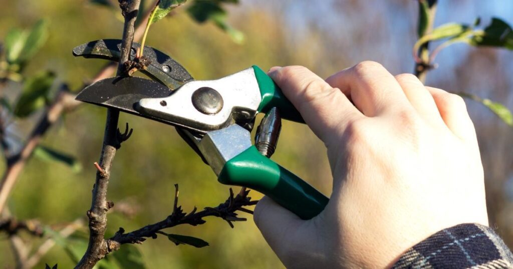 Pruning - Cutting off dead or damaged leaves - Internet Home Alliance