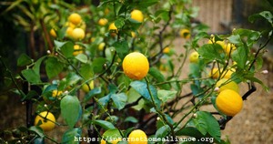Yellow Lemon Tree Plant